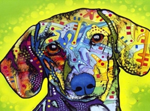Colorful Dachshund