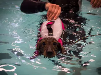 dachshund hydrotherapy therapy for dachshunds with ivdd