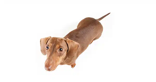 How to Avoid IVDD in Dachshunds Post