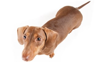Prevent IVDD in Dachshunds