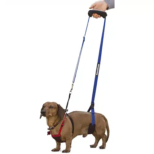IVDD Dachshund wearing the Gingerlead dog support and rehab sling IVDD Dachshund wearing the Gingerlead dog support and rehab sling