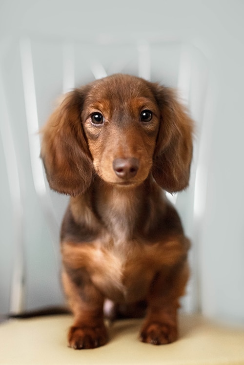 Successful Therapy For Dachshunds With IVDD Dachshund