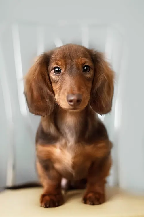 Dachshund dog looks at camera therapy for dachshunds with ivdd