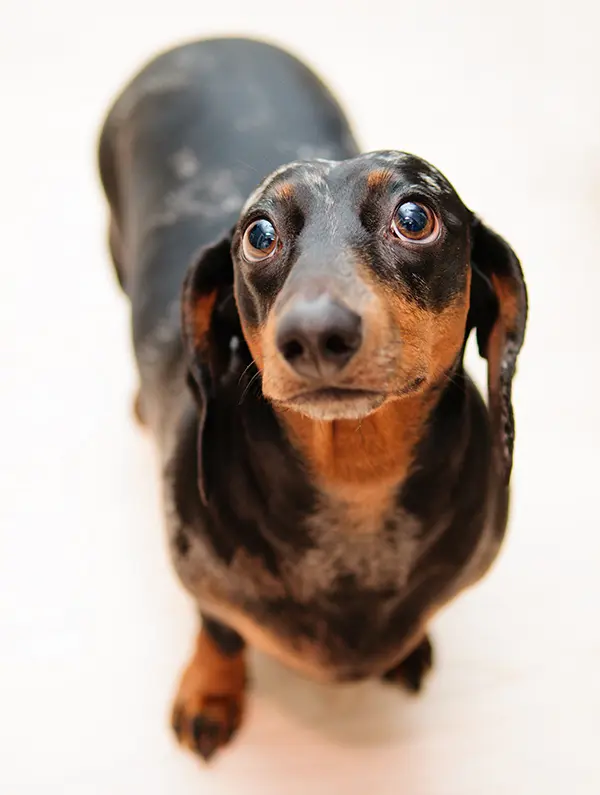 funny dachshund dog therapy for dachshunds with ivdd