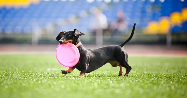 dachshund races – fbshr dachshund races