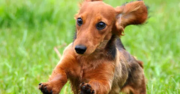 Dachshund races in the USA