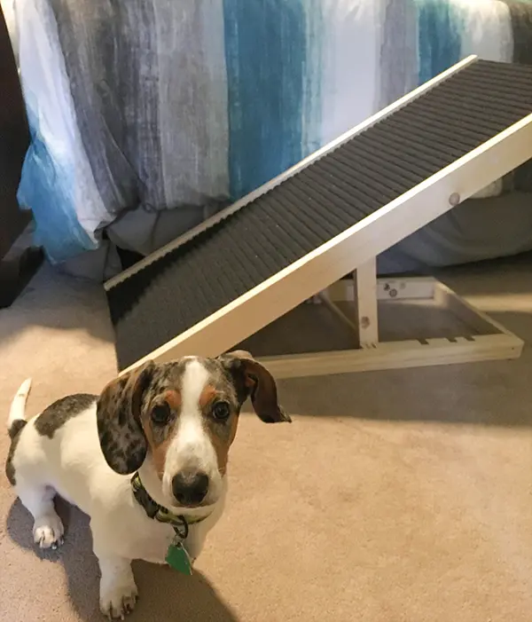 dachshund sitting next to wooden dachshund ramp dachshund sitting next to wooden dachshund ramp