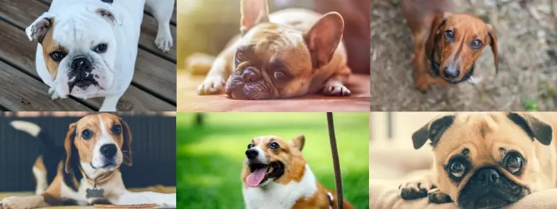 dog breeds affected by ivdd dog breeds affected by ivdd