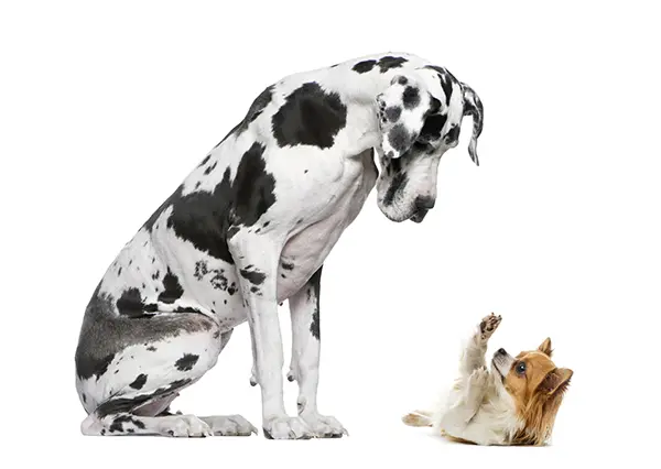 Great Dane sitting and looking at a Chihuahua in front of a white background