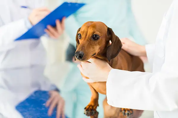 dachshund being checked for IVDD at the vet dachshund being checked for IVDD at the vet