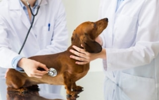 ivdd therapy dachshund