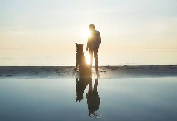 silhouette of dog and owner on a sunset beach silhouette of dog and owner on a sunset beach