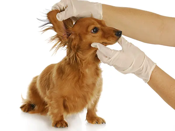 vet checking inside dachshund’s itchy ears vet checking inside dachshund's itchy ears