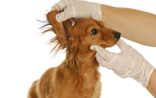 Ticks Off Of Your Dachshund