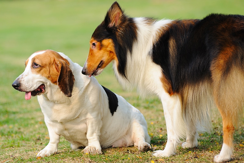 Two dogs puppy socialization