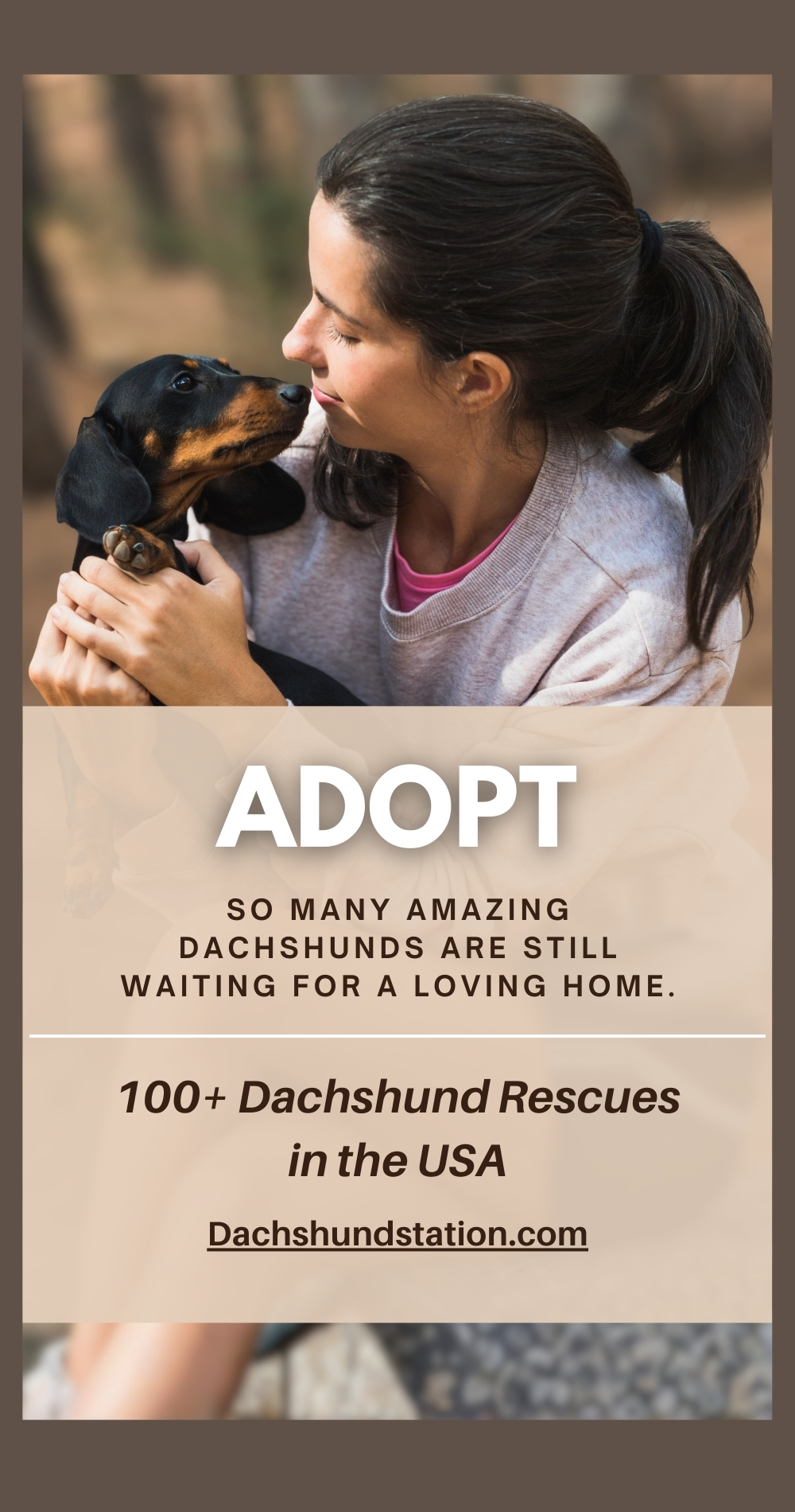adopt a dachshund