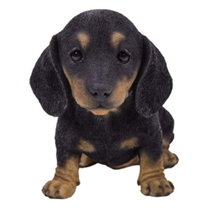 Black and Tan Dachshund