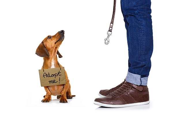 dachshund rescue post