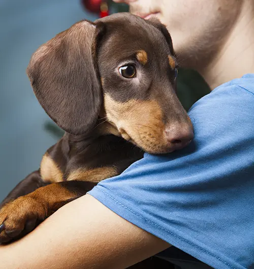 dachshund being held by teenager. dachshunds choose their favorite person