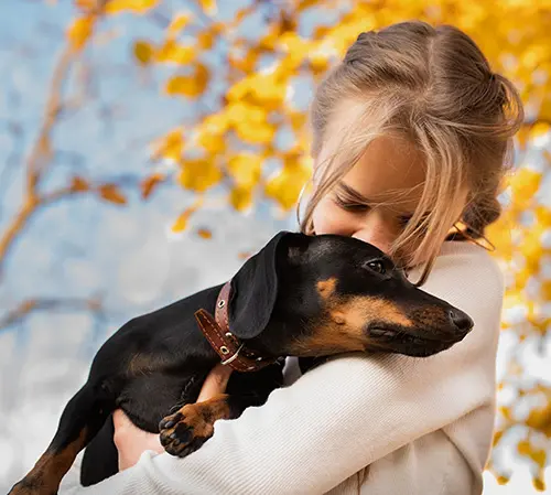 teenager girl hugging her dachshund teenager girl hugging her dachshund