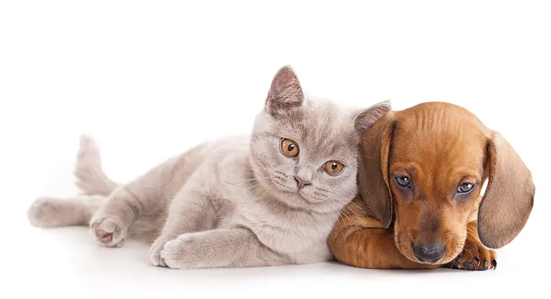 British kitten rare color (lilac) and puppy red dachshund socialize your dachshund puppy