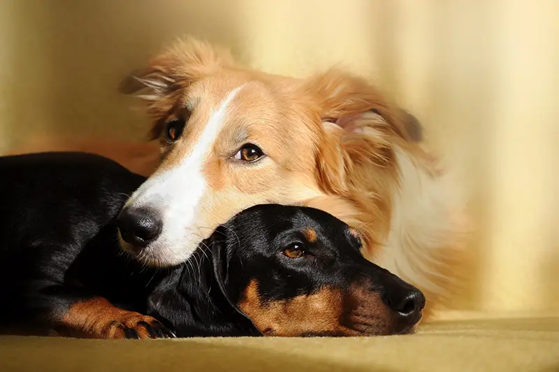 Two cute dog dreaming socialize your dachshund puppy