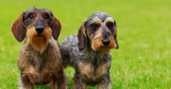 socialize your dachshund – fbshr how to socialize your dachshund puppy