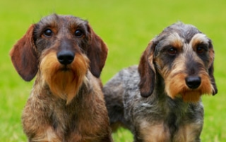 socialize your dachshund puppy