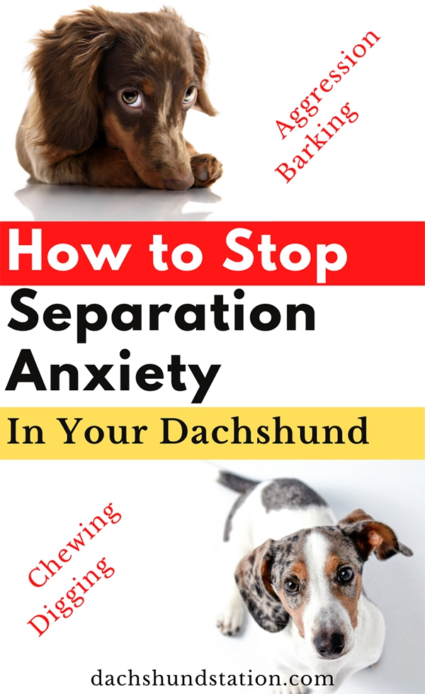 dachshund behavior problems