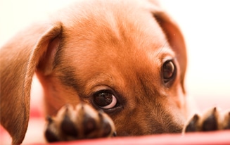 dachshund behavior problems