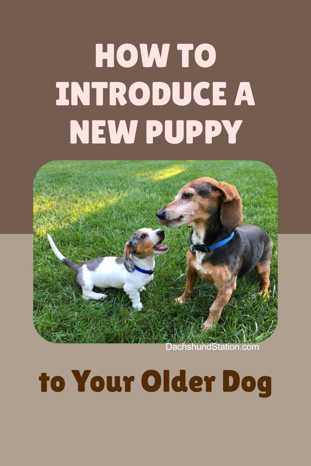 Introducing a New Puppy to Your Older Dog