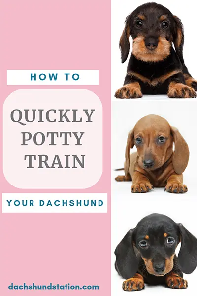 Quickly Potty Train Dachshund pin for Pinterest Quickly Potty Train Dachshund pin for Pinterest