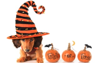 Dachshund wearing Halloween hat, dachshund halloween costumes