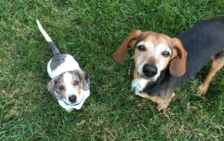 dachshund puppy meeting an older dog