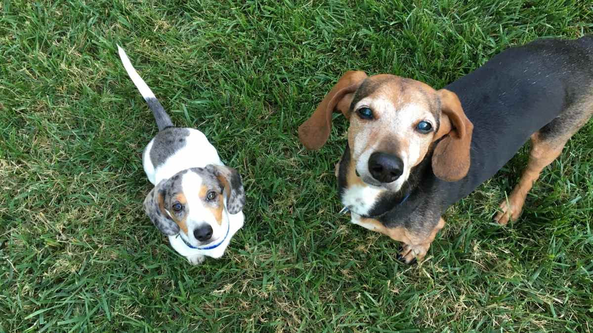 dachshund puppy meeting an older dog