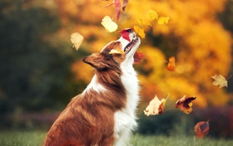 fall activities for dogs