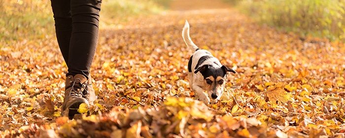 Woman goes with a dog walking in the autumn – jack russell terri keep ticks off your dog