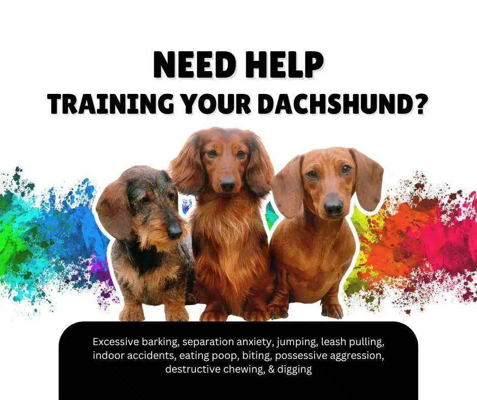 k9 training institute socialize your dachshund puppy