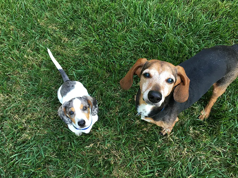 old dog and puppy playing in the yard Introduce A New Puppy To An Older Dog