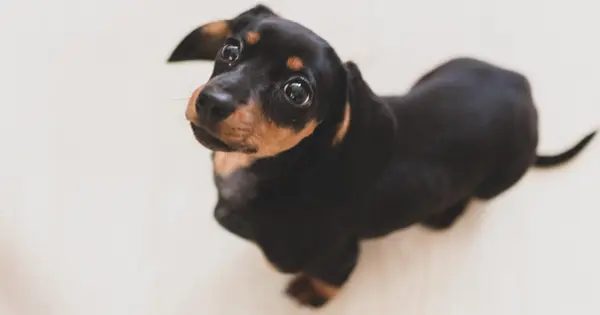 Easy Dachshund Puppy Potty Training Tips