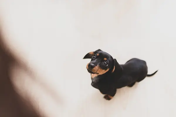 potty training your dachshund potty training your dachshund