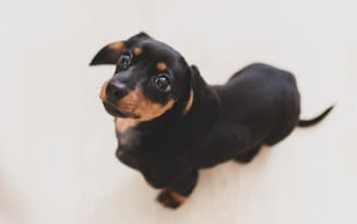 potty training your dachshund