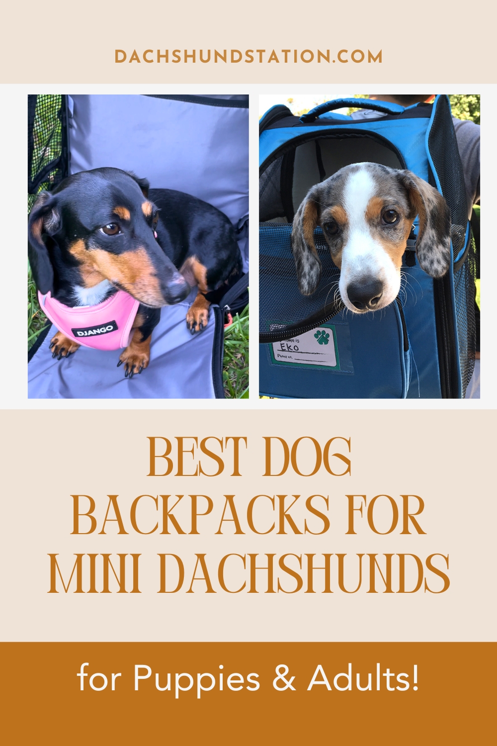 Best Dog Backpacks For Mini Dachshunds Best Dog Backpacks For Mini Dachshunds