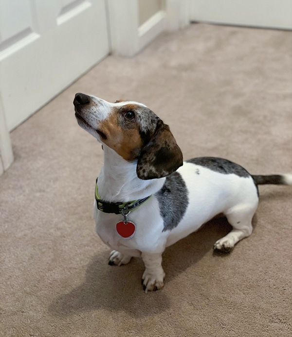 Mini Dachshund learning the sit command. Mini Dachshund learning the sit command