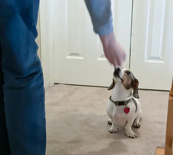 Dachshund learning the stay command Dachshund learning the stay command