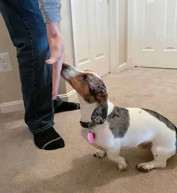 Dachshund learning the touch command Dachshund learning the touch command