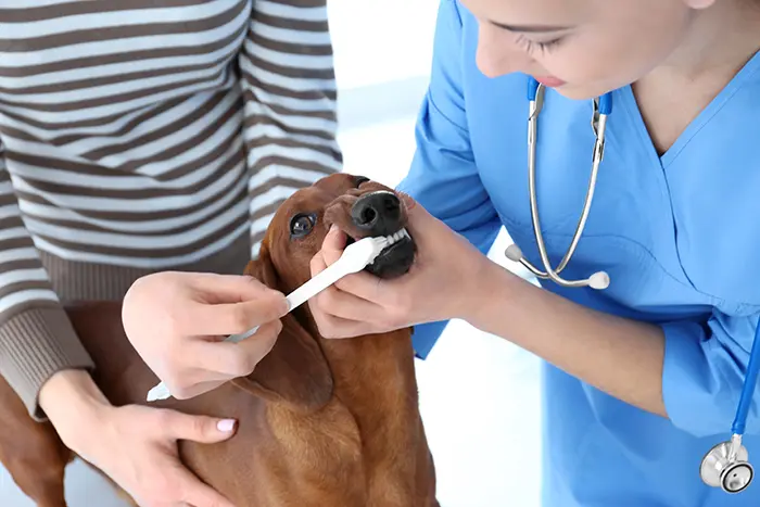 Veterinarian brushing Dachshund’s teeth with toothbrush Veterinarian brushing Dachshund's teeth with toothbrush