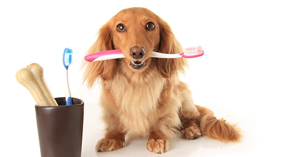 4 Easy Ways to Brush Your Dachshund’s Teeth 4 Easy Ways To Brush Your Dachshund's Teeth