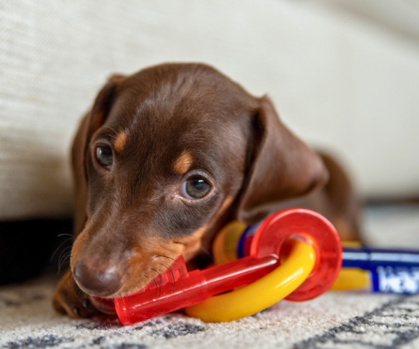 Dachshund Puppy Teething post
