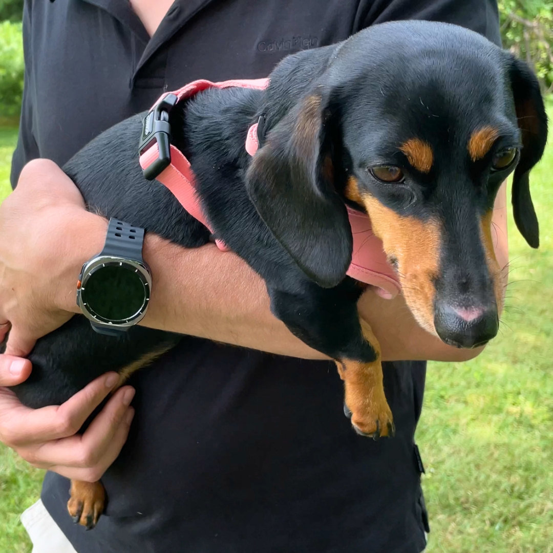 Mini dachshund being carried by dad Mini dachshund being carried by dad